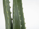 Close Up of Aloe Vera Plant Photographic Print