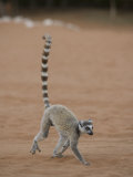 Ring-Tailed Lemur Running across Open Ground, Lemur Catta, Berenty Reserve, Madagascar, Africa Photographic Print by Joe McDonald