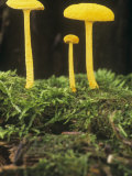 Golden Scruffy Mushroom (Cyptotrama Asprata), North America Photographic Print by Jana Jirak