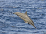 Spinner Dolphin (Stenella Longirostris) Leaping into the Air, Hawaii, USA Lámina fotográfica por David Fleetham Spinner Dolphin (Stenella Longirostris) Leaping into the Air, Hawaii, USA Lámina fotográfica por David Fleetham