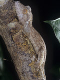 Leaf-Tailed Gecko, Uroplatus Henkeli, Madagascar, Showing Protective or Cryptic Coloration Photographic Print by Joe McDonald