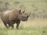 Black Rhinoceros, Diceros Bicornis, an Endangered Species, Nairobi National Park, Kenya, Africa Photographie par Adam Jones