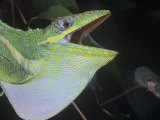 Defensive Posture of the Cuban Anole, Anolis Equestris, Cuba Photographic Print by Jim Merli