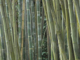 Bamboo Stems, Phyllostachys Atrovaginata Photographic Print by Adam Jones