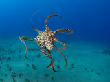 Day Octopus Swimming (Octopus Cyanea), Hawaii Lámina fotográfica por David Fleetham Day Octopus Swimming (Octopus Cyanea), Hawaii Lámina fotográfica por David Fleetham