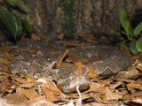 Gaboon Viper (Bitis Gabonica), Gabon, West Africa Photographic Print by Reinhard Dirscherl