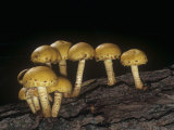 Golden Pholiota Mushrooms (Pholiota Aurivella), North America Photographic Print by R. Al Simpson