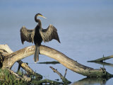 Anhinga (Anhinga Anhinga) Drying its Wings, Ding Darling National Wildlife Refuge, Florida, USA Photographic Print by Adam Jones