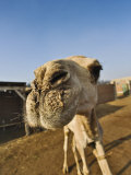 Camel at Camel Market, Cairo, Egypt Photographic Print by Adam Jones