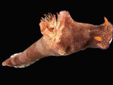 Nudibranch Fotografisk tryk af Solvin Zankl Nudibranch Fotografisk tryk af Solvin Zankl
