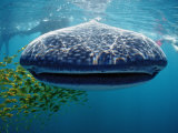 Whale Shark, Rhincodon Thypus, Usa, Haiwaii, Pacific Ocean Photographic Print by Reinhard Dirscherl