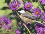 Carolina Chickadee (Poecile Carolinensis) in New England Asters, North America Photographic Print by Steve Maslowski