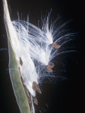 Butterfly Weed Seeds Being Dispersed by the Wind, Asclepias Tuberosa, Eastern USA Lámina fotográfica por Jerome Wexler Butterfly Weed Seeds Being Dispersed by the Wind, Asclepias Tuberosa, Eastern USA Lámina fotográfica por Jerome Wexler
