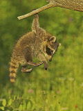 Common Raccoon (Procyon Lotor).Juvenile Photographie par Jack Michanowski