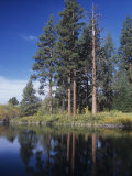 Ponderosa Pines on the Shore of a Mountain Lake, Pinus Ponderosa, Western North America Photographic Print by Gerald & Buff Corsi