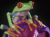 Red-Eyed Treefrog, Agalychnis Callidryas, Central America Photographic Print by Joe McDonald