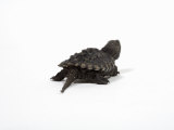 Baby Common Snapping Turtle Photographic Print