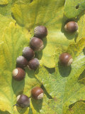White Oak Tree Acorns and Leaves (Quercus Alba), North America Photographic Print by Luther Linkhart
