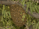 Honey Bee (Apis Mellifera) Swarm in a Mesquite Tree, Sonoran Desert, Arizona, USA Photographic Print by Charles Melton