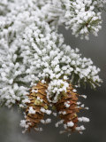 Douglas-Fir Cones and Needles, Pseudotsuga Menziesii, with Hoarfrost on a Cold Morning, Western USA Photographic Print by Don Grall