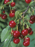 Pie Cherries on the Tree, 'Northstar', (Prunus Cerasus). Photographie par Wally Eberhart