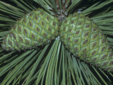 Unopened Young Female or Seed Cones of the Ponderosa Pine, Pinus Ponderosa, Western USA Photographic Print by Doug Sokell