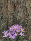 Crocus Flowers Lámina fotográfica por Adam Jones Crocus Flowers Lámina fotográfica por Adam Jones