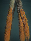 Underwater View of Mangrove Prop Roots with Button Tunicates (Distaplia Corolla), Belize, Caribbean Fotografisk trykk av James Beveridge Underwater View of Mangrove Prop Roots with Button Tunicates (Distaplia Corolla), Belize, Caribbean Fotografisk trykk av James Beveridge