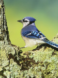 Blue Jay (Cyanocitta Cristata), North America Photographie par Steve Maslowski