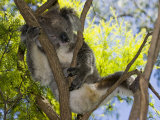 Koala Resting in a Tree (Phascolarctos Cinereus), Australia Fotografisk tryk af David Fleetham Koala Resting in a Tree (Phascolarctos Cinereus), Australia Fotografisk tryk af David Fleetham