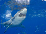 Great White Shark (Carcharodon Carcharias), Guadalupe Island, Mexico Lámina fotográfica por David Fleetham Great White Shark (Carcharodon Carcharias), Guadalupe Island, Mexico Lámina fotográfica por David Fleetham