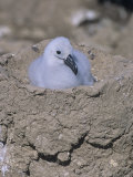 Black-Browed Albatross Chick in its Nest, Diomedea Melanophris, Falkland Islands Photographie par Gerald & Buff Corsi