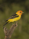 Western Tanager Male (Piranga Ludoviciana) on a Snag, Western North America Photographic Print by Charles Melton