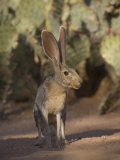 Black-Tailed Jackrabbit Photographic Print by Jack Michanowski