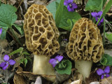 Morel Mushrooms Among Violets, Morchella Esculenta, Central USA Photographic Print by Gary Meszaros