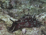 California Sea Hare, Aplysia Califorica, California, Usa, Pacific Ocean Reprodukcja zdjęcia autor Daniel Gotshall California Sea Hare, Aplysia Califorica, California, Usa, Pacific Ocean Reprodukcja zdjęcia autor Daniel Gotshall