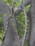 Lianas in a Tropical Rainforest, Costa Rica, Central America Photographic Print by Joe McDonald
