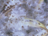 Milkweed, Asclepias Syriaca, Seeds Being Dispersed from Seed Pods by the Wind, North America Photographie par Dick Thomas