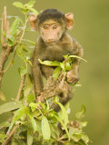 Olive Baboon Baby, Papio Anubis, East Africa Photographic Print by Joe McDonald