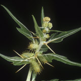 Spiny Cocklebur (Xanthium Spinosum) Flower Photographic Print by Nigel Cattlin