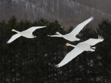 Whooper Swans Flying, Olor Cygnus Photographic Print by John Cornell