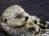 David Fleetham - California Sea Otter (Enhydra Lutris), California, USA - Fotografik Baskı David Fleetham - California Sea Otter (Enhydra Lutris), California, USA - Fotografik Baskı