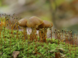 Poisonous Agaric Mushrooms (Cortinarius Gentilis) Growing Among Mosses on a Log Photographic Print by Robert Servrancky