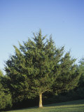 Eastern Red Cedar Tree (Juniperus Virginiana), North America Photographic Print by Richard Thom