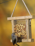 Tufted Titmouse (Parus Bicolor) Feeding at a Nut Feeder, North America Lámina fotográfica por Steve Maslowski Tufted Titmouse (Parus Bicolor) Feeding at a Nut Feeder, North America Lámina fotográfica por Steve Maslowski