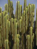 Candelabra Euphorbia (Euphorbia Candelabrum), Nakuru, Kenya, Africa Photographie par Walt Anderson