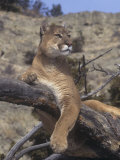 Mountain Lion, Cougar, or Puma (Felis Concolor), Western North America Photographic Print by Tom Walker