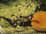 Banded Coral or Cleaner Shrimp, Tropical Oceans Photographic Print by Rob & Ann Simpson