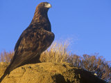 Golden Eagle (Aquila Chrysaetos), North America Photographic Print by Tom Walker