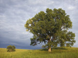 Two Cottonwood Trees in the Grassland of the Loess Hills, Iowa, USA Photographic Print by Clint Farlinger Two Cottonwood Trees in the Grassland of the Loess Hills, Iowa, USA Photographic Print by Clint Farlinger